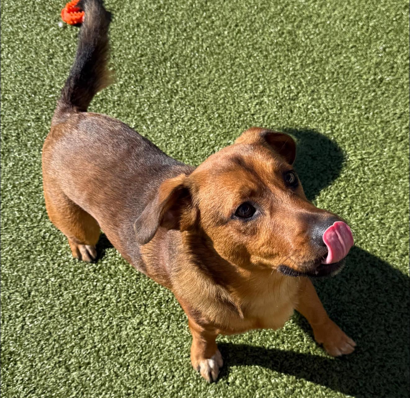 ACO Stray Corgi Mix, an adoptable Corgi in Hays, KS, 67601 | Photo Image 3