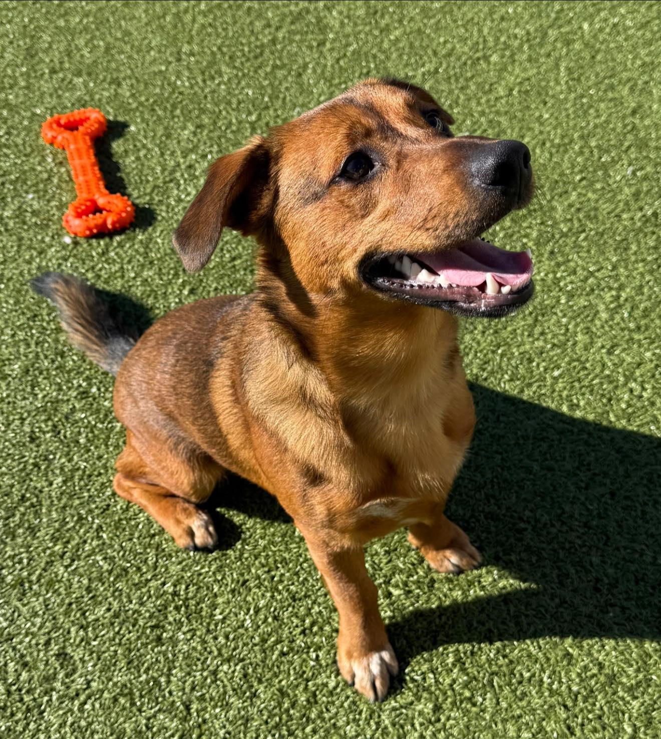 ACO Stray Corgi Mix, an adoptable Corgi in Hays, KS, 67601 | Photo Image 2