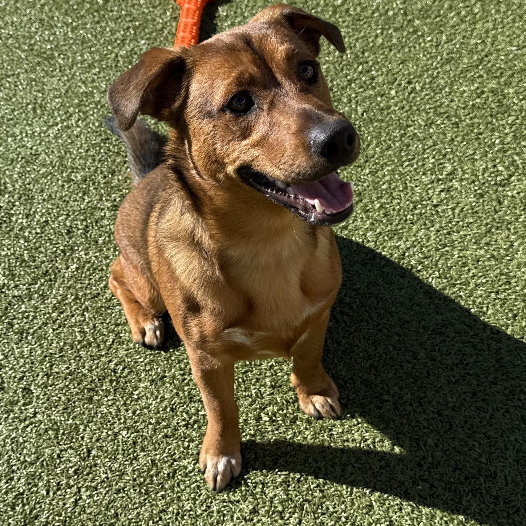 ACO Stray Corgi Mix, an adoptable Corgi in Hays, KS, 67601 | Photo Image 6