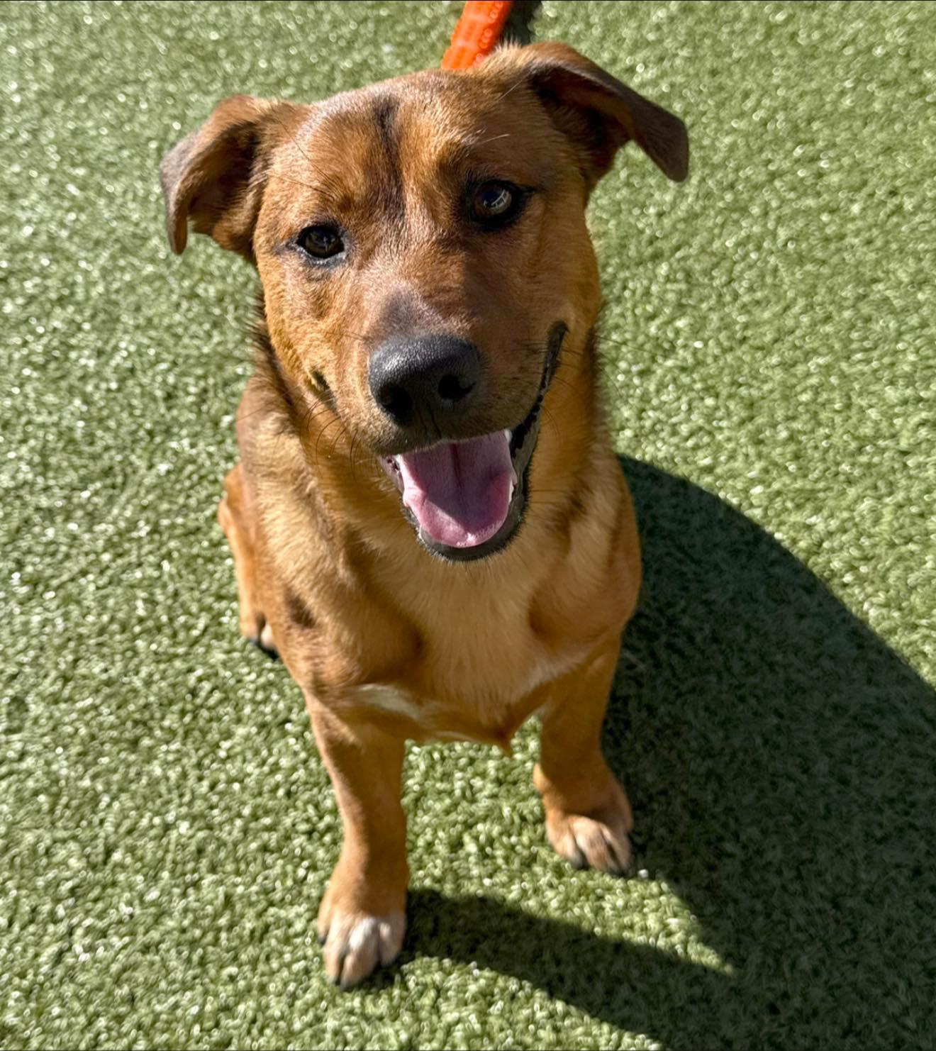 ACO Stray Corgi Mix, an adoptable Corgi in Hays, KS, 67601 | Photo Image 1