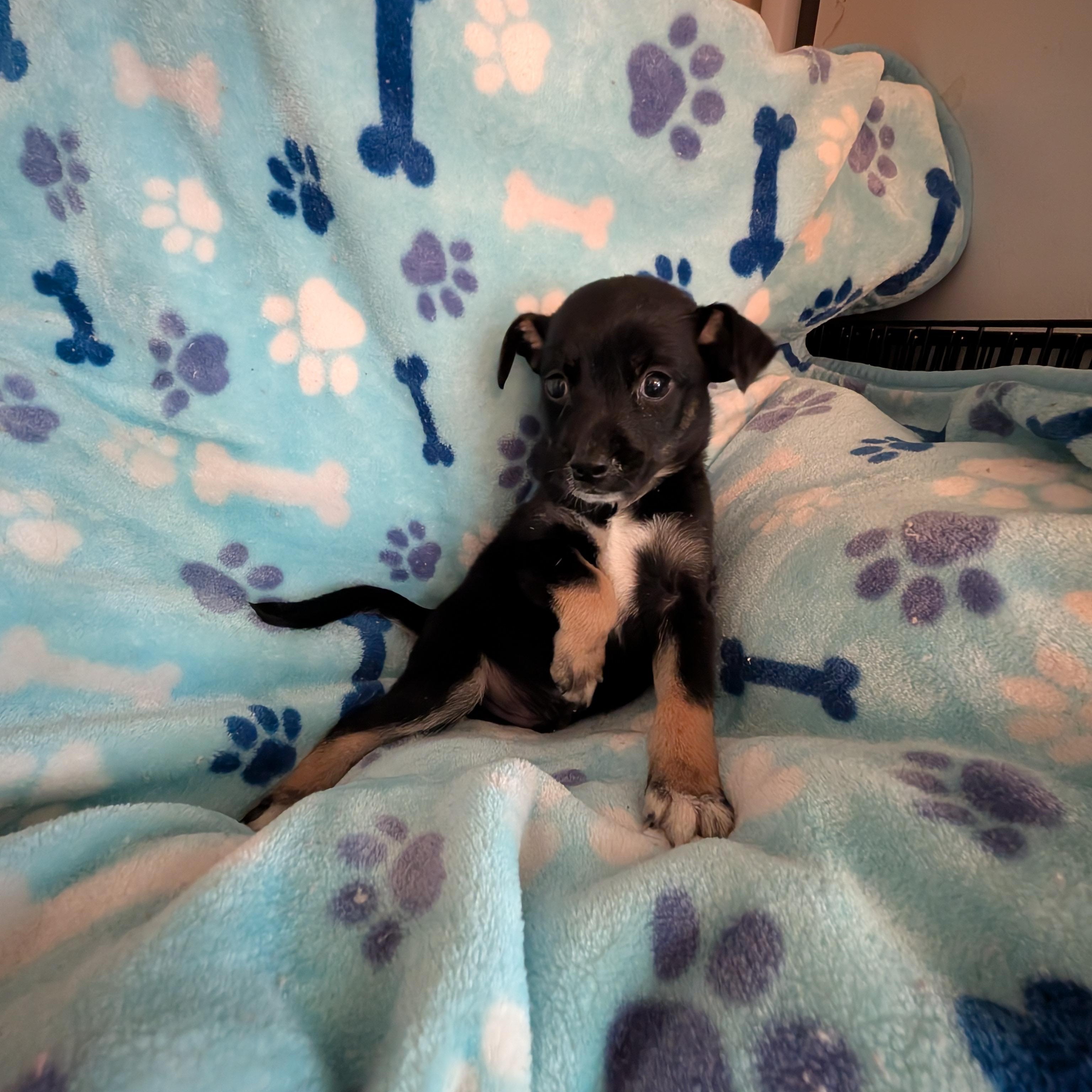 Enlarge ACORN, a Adoptable mixed breed in Browns Mills, NJ image 2/3