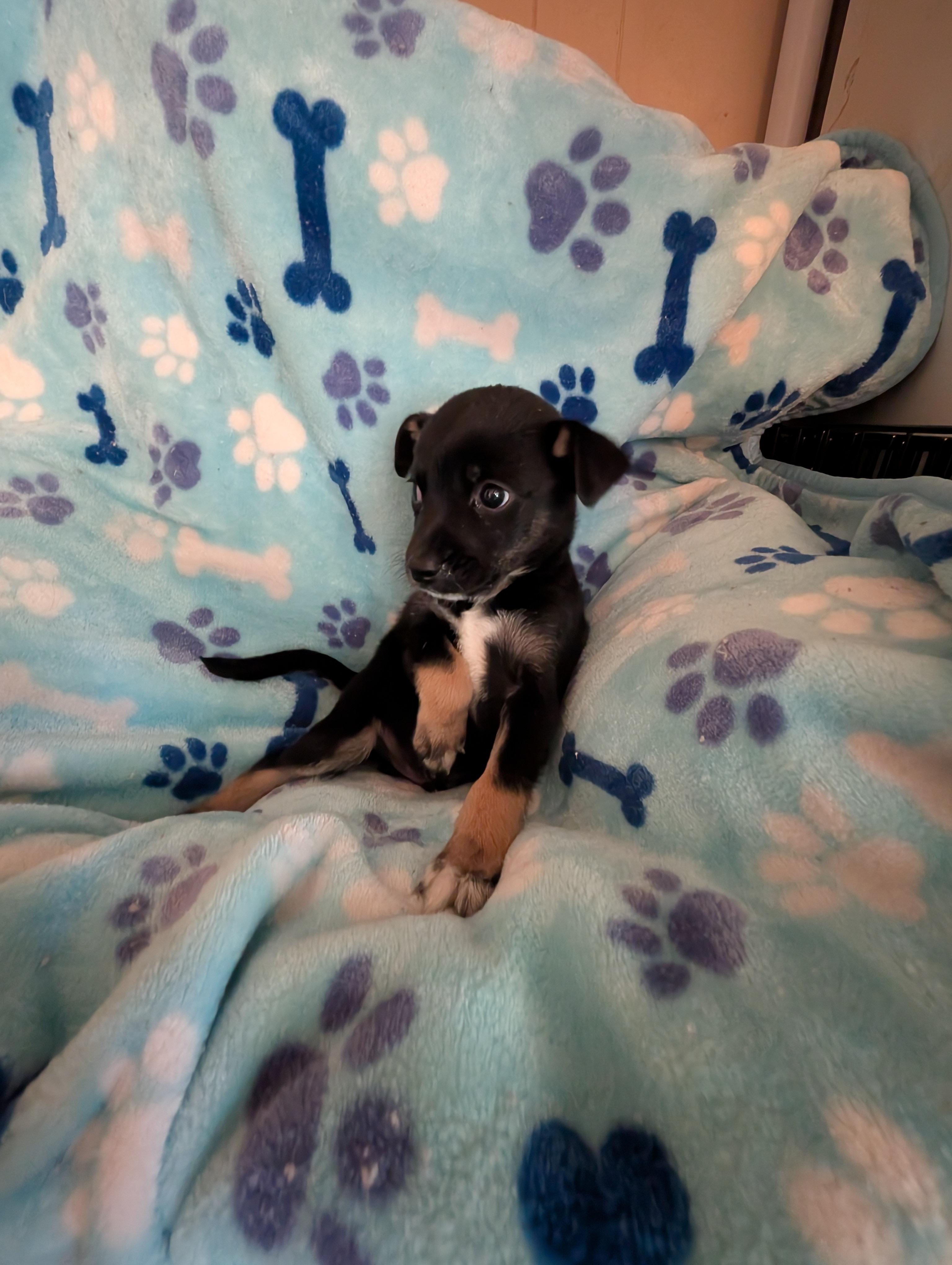Enlarge ACORN, a Adoptable mixed breed in Browns Mills, NJ image 3/3