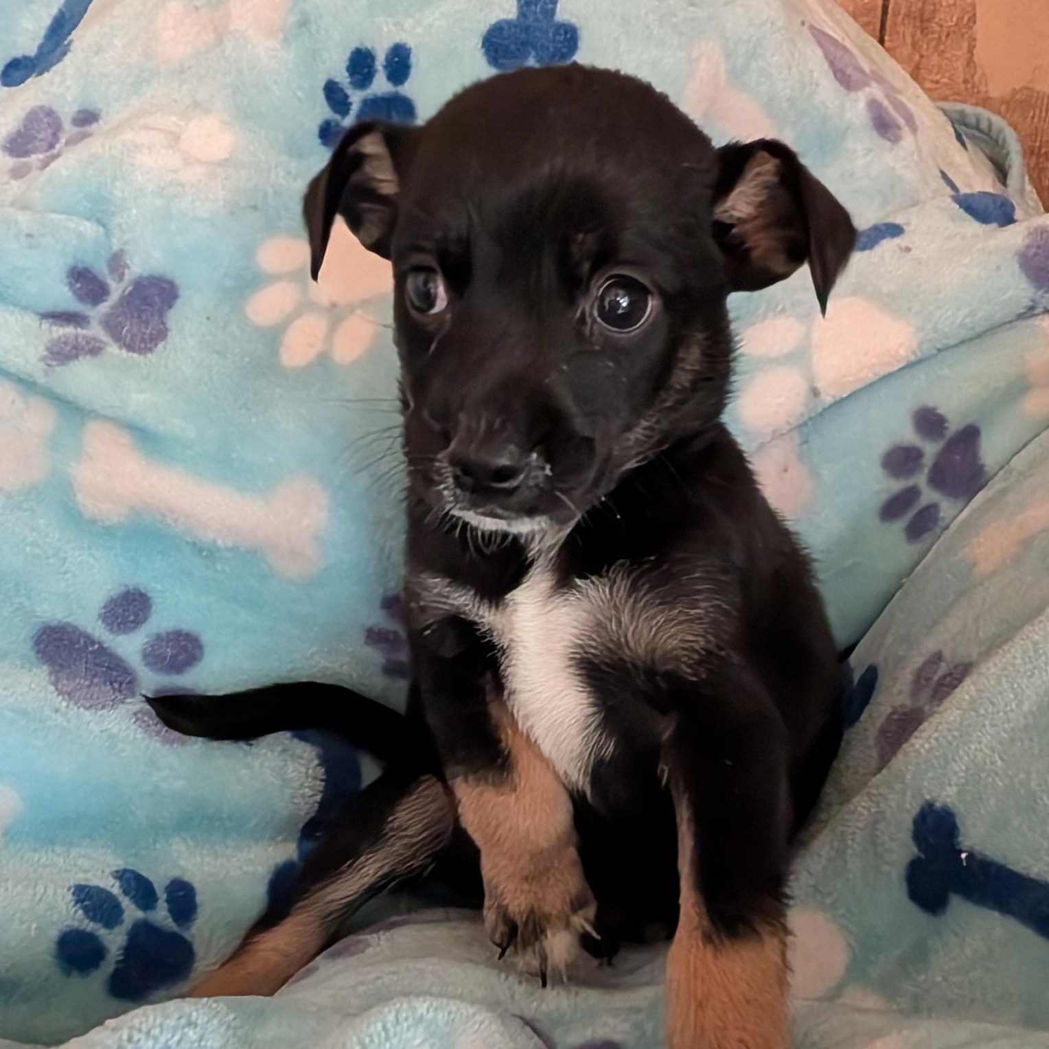 ACORN, Adoptable, Puppy Male Chihuahua & Terrier.