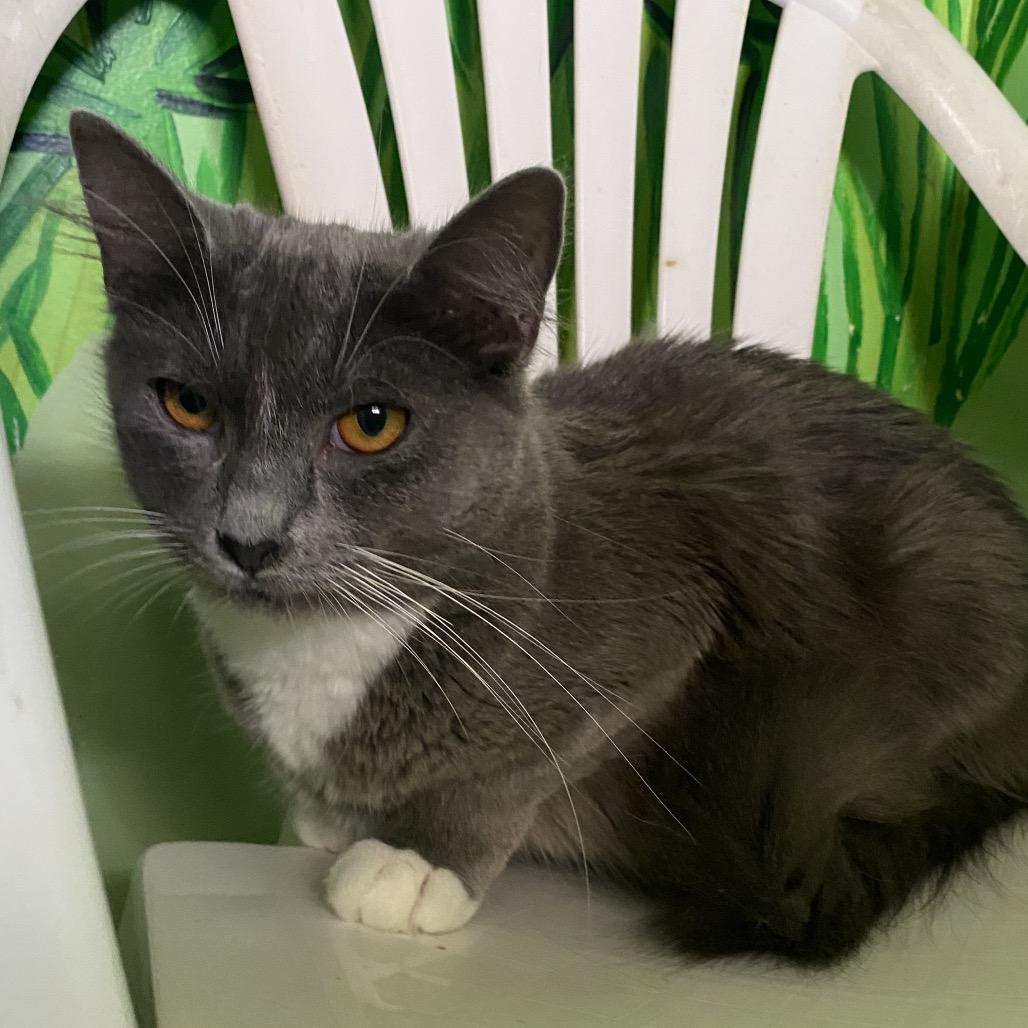 Charms, Adoptable, Adult Female Domestic Medium Hair.