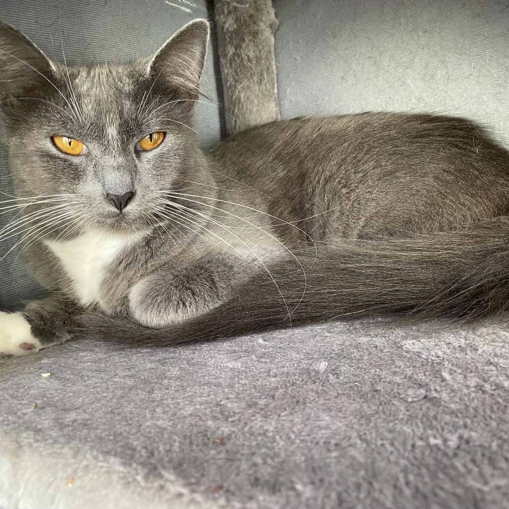 Charms, a Adoptable Domestic Medium Hair in San Pablo, CA image 2/6