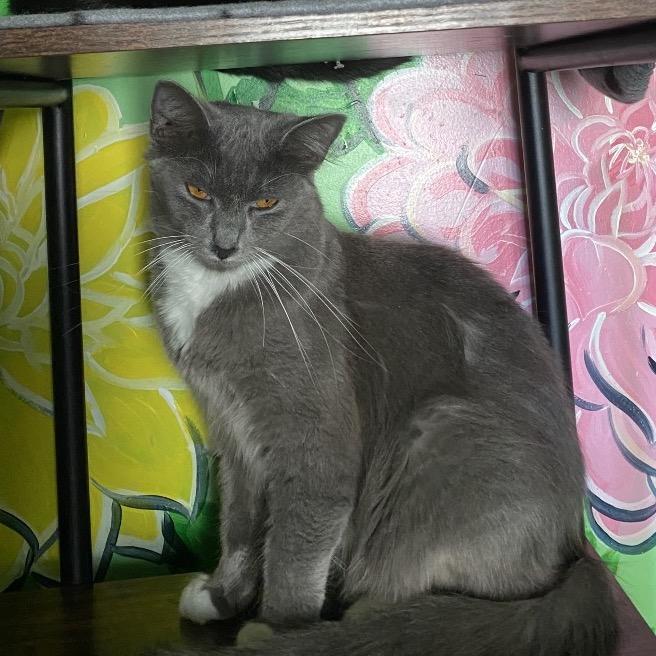 Charms, a Adoptable Domestic Medium Hair in San Pablo, CA image 3/6