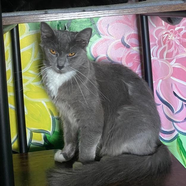 Charms, a Adoptable Domestic Medium Hair in San Pablo, CA image 4/6