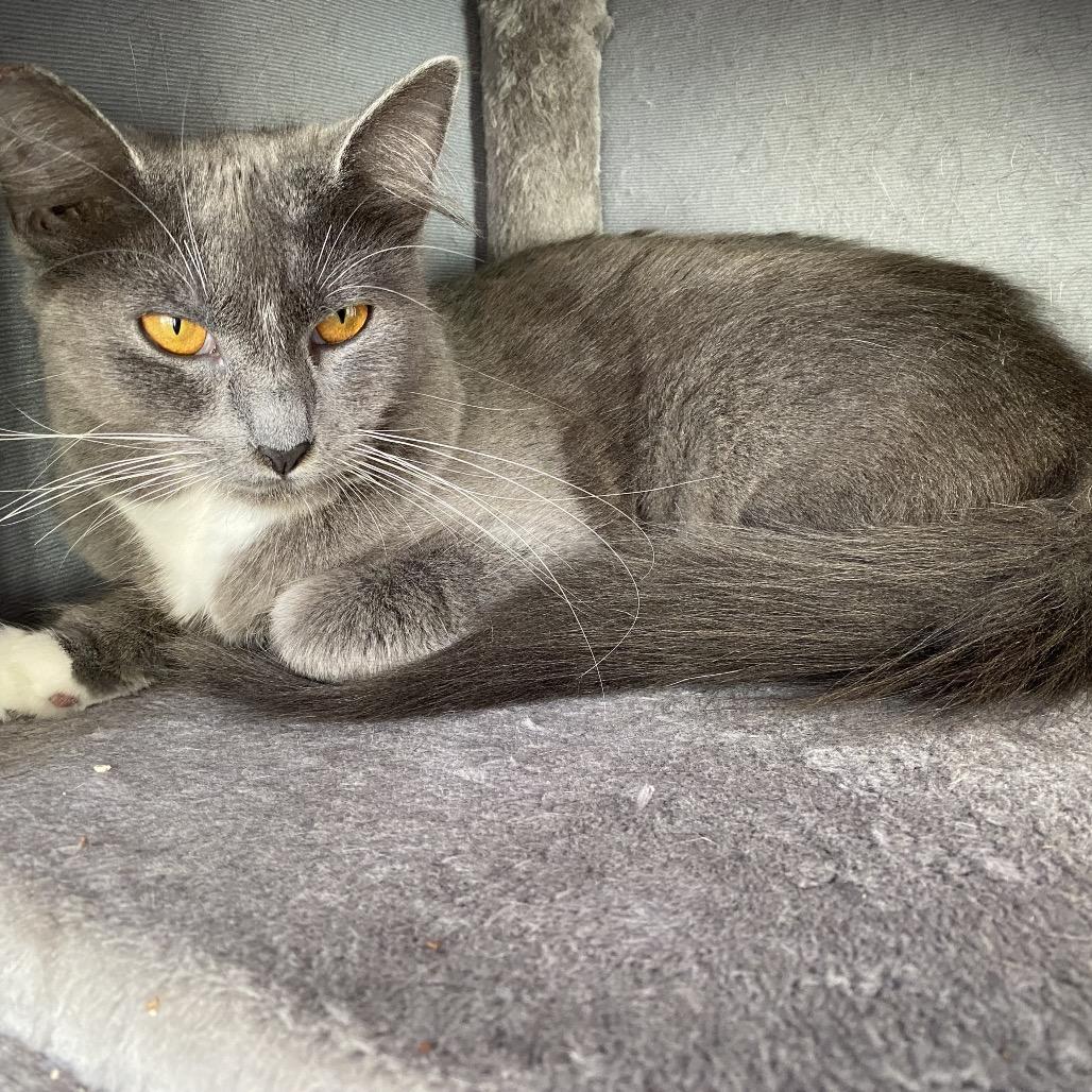 Charms, a Adoptable Domestic Medium Hair in San Pablo, CA image 5/6