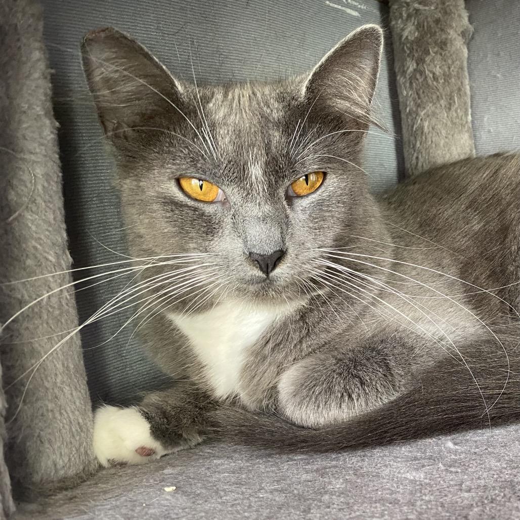 Charms, a Adoptable Domestic Medium Hair in San Pablo, CA image 6/6