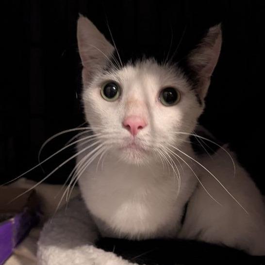 Enlarge Spoticus, a Adoptable American Shorthair in Pikesville, MD image 4/6
