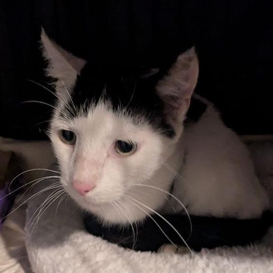 Enlarge Spoticus, a Adoptable American Shorthair in Pikesville, MD image 5/6