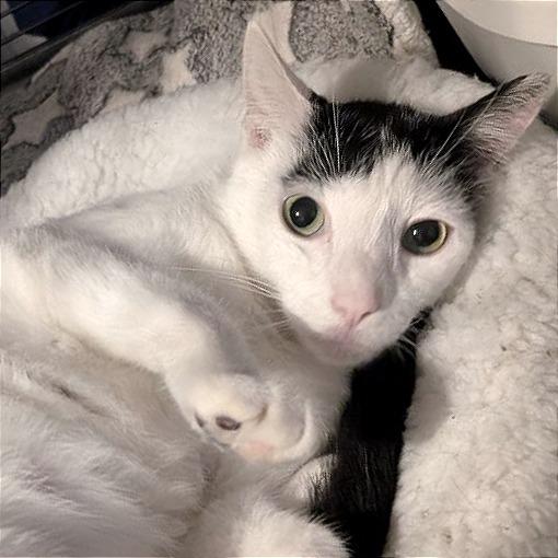 Spoticus, Adoptable, Adult Male American Shorthair.