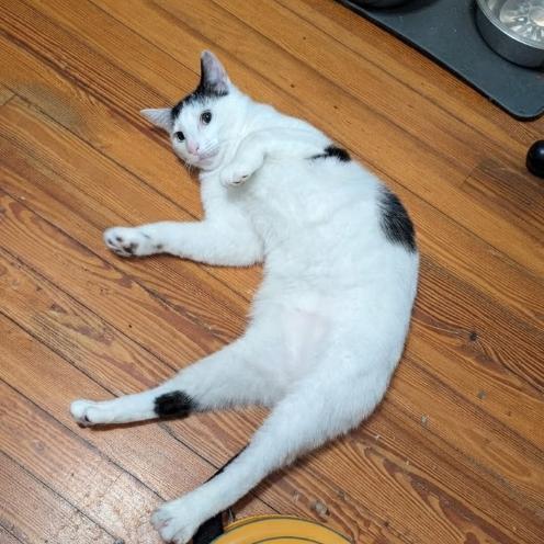 Enlarge Spoticus, a Adoptable American Shorthair in Pikesville, MD image 3/6