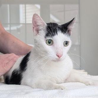 Enlarge Spoticus, a Adoptable American Shorthair in Pikesville, MD image 2/6