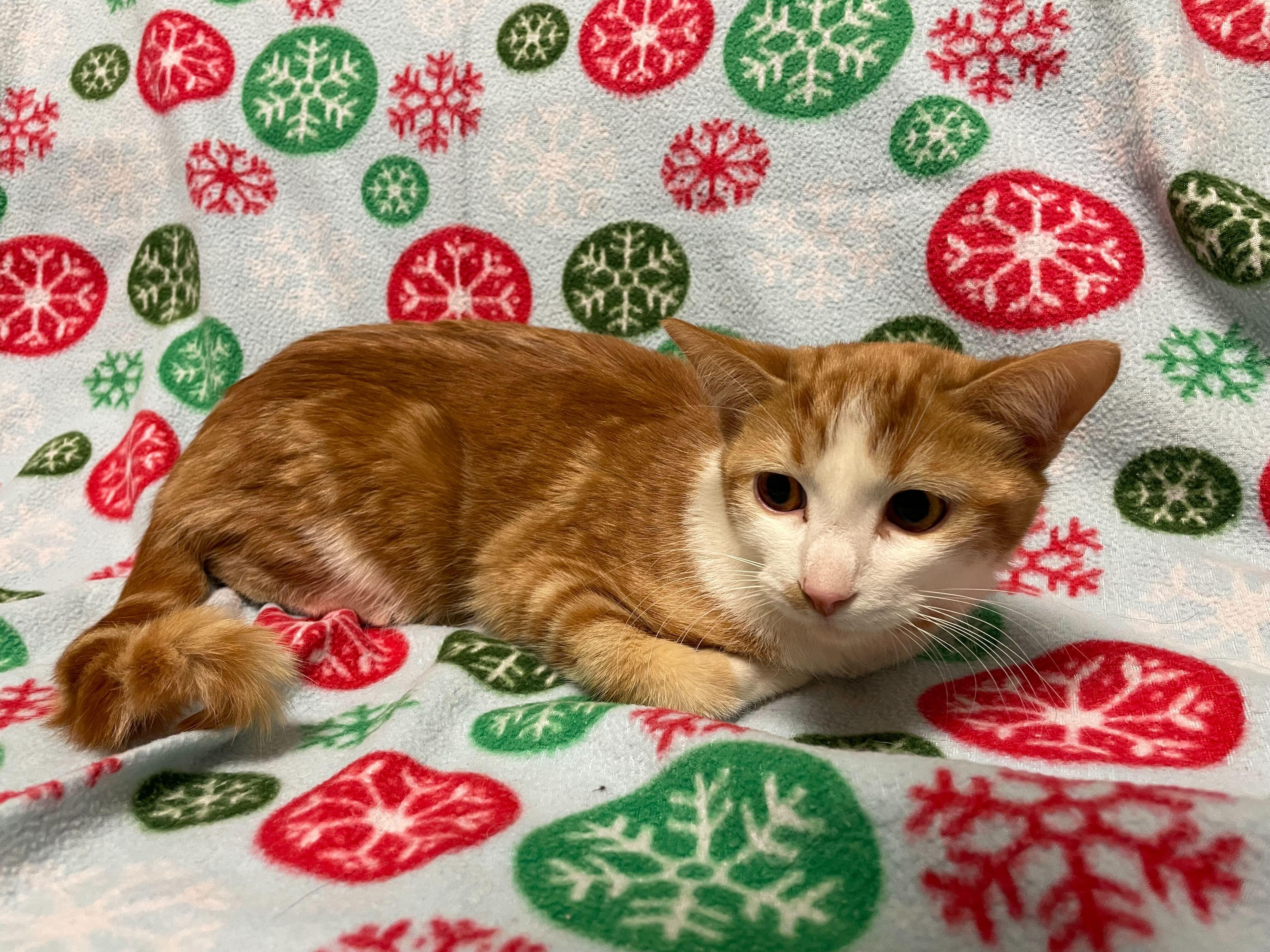 Enlarge Pumpkin, a ADOPTABLE Domestic Short Hair in Jackson, MI image 2/5