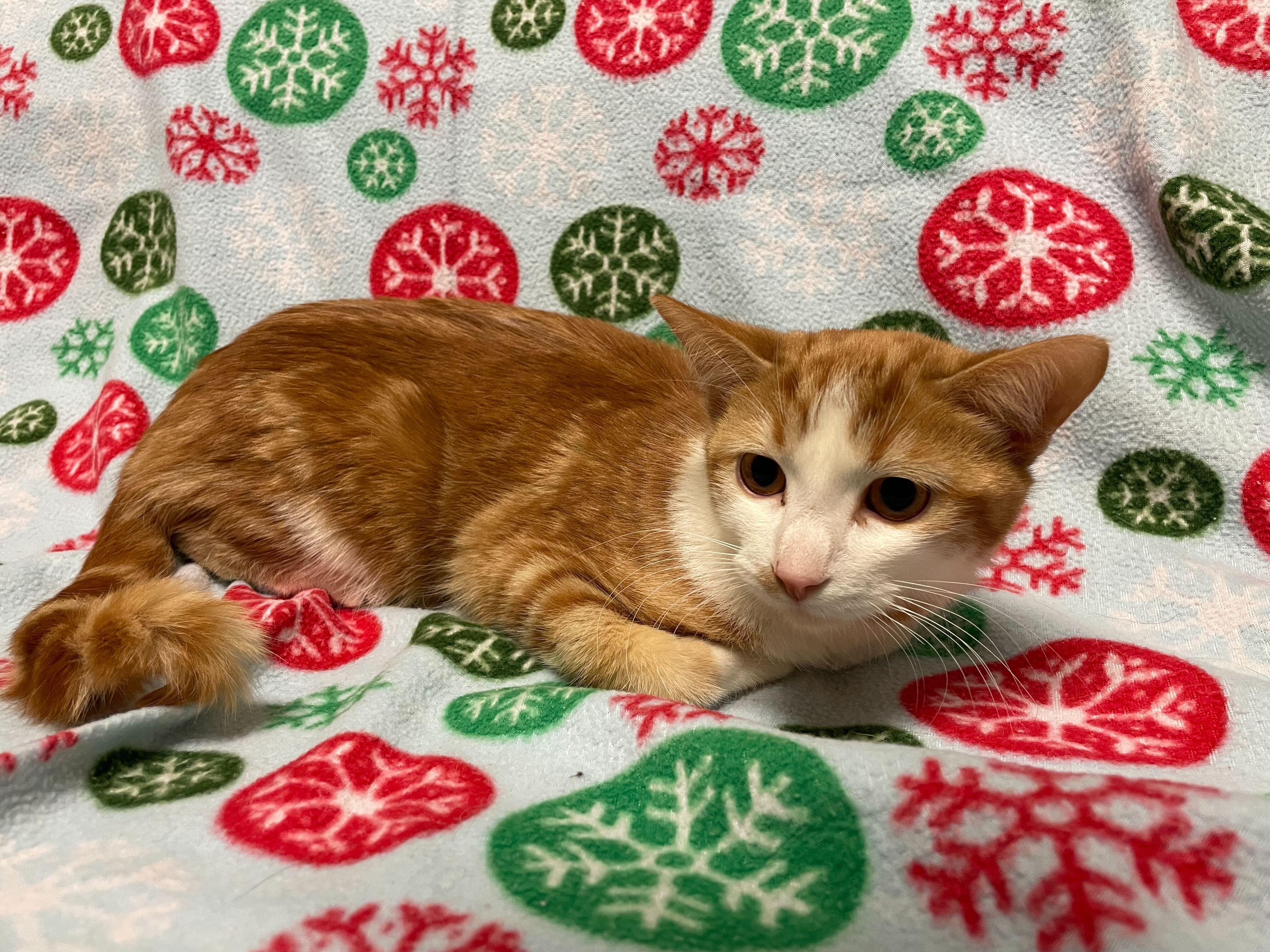 Enlarge Pumpkin, a ADOPTABLE Domestic Short Hair in Jackson, MI image 4/5