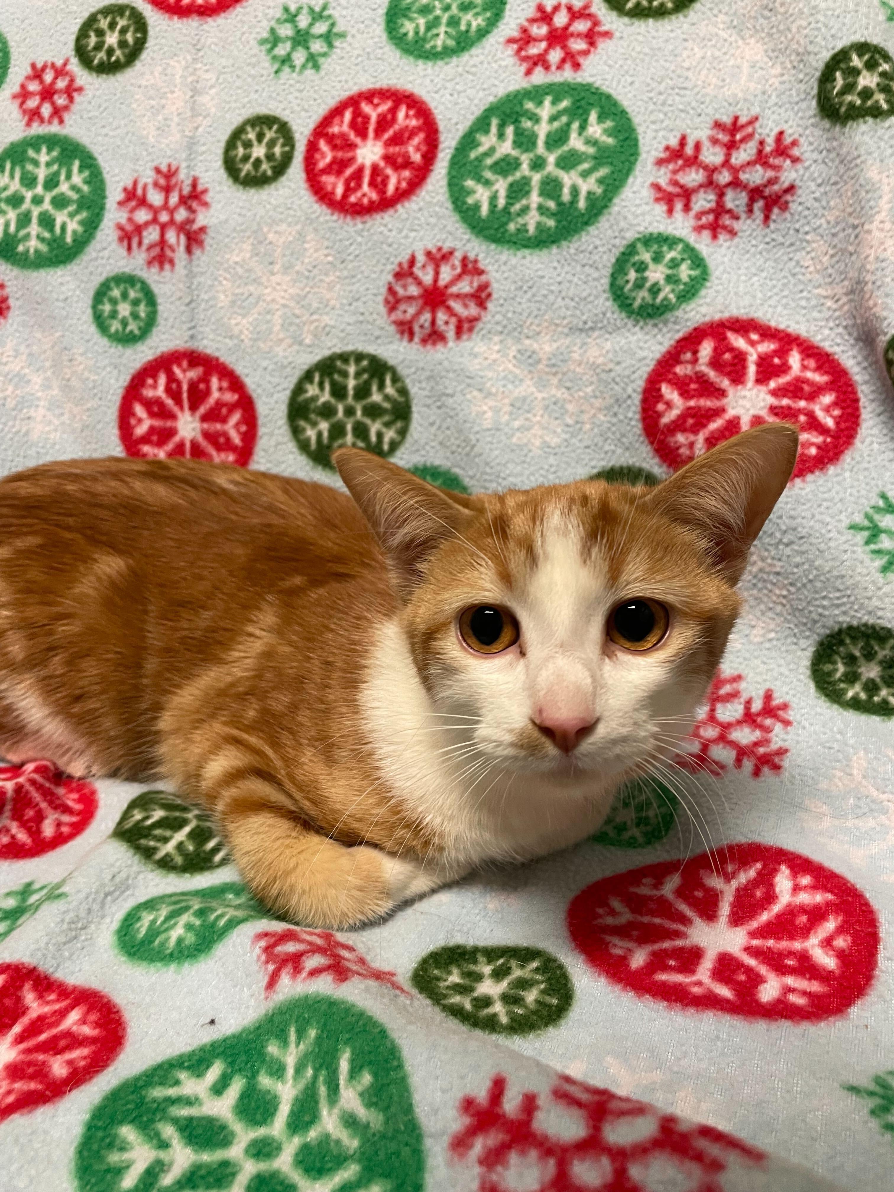 Enlarge Pumpkin, a ADOPTABLE Domestic Short Hair in Jackson, MI image 1/5