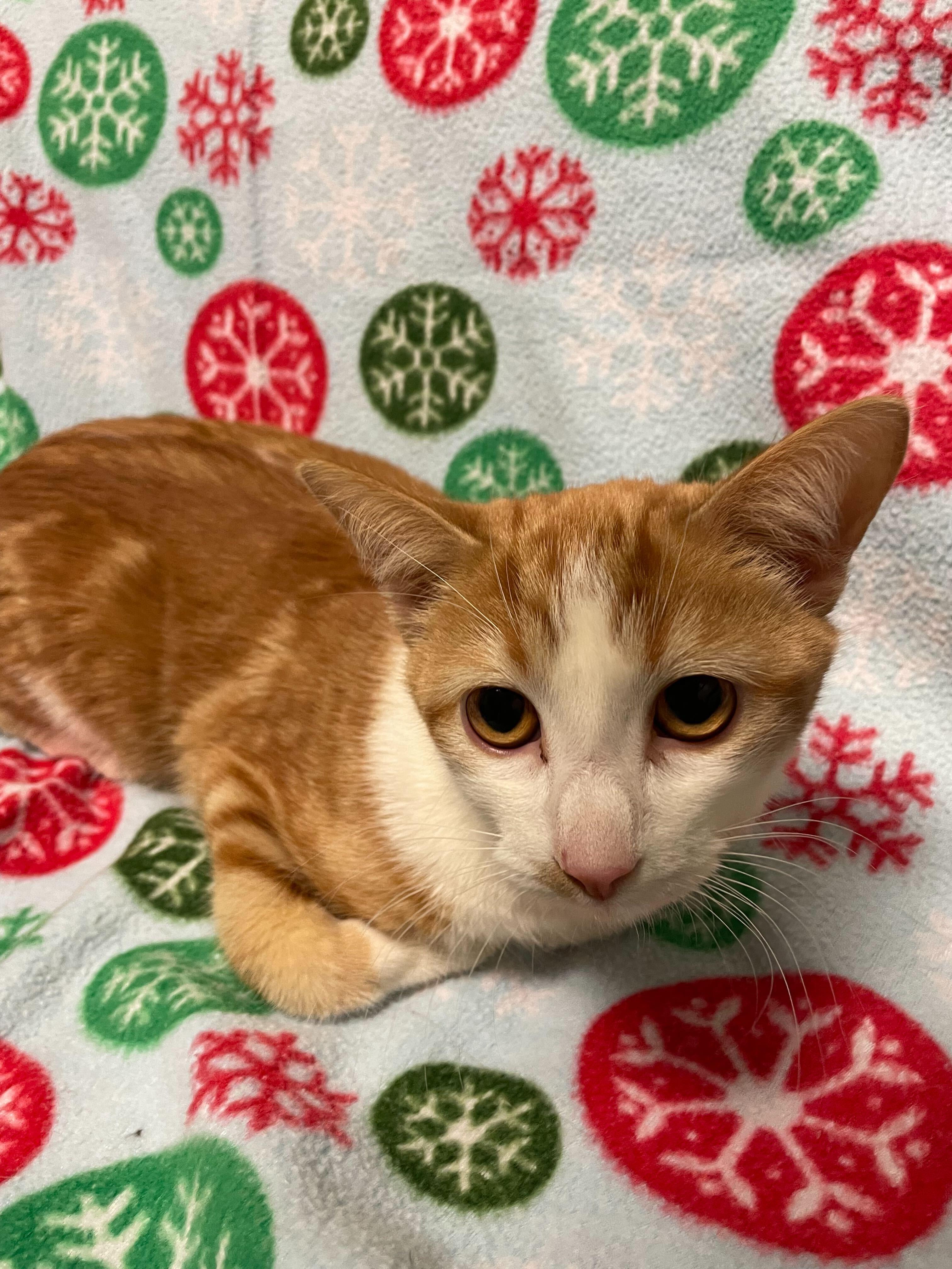 Enlarge Pumpkin, a ADOPTABLE Domestic Short Hair in Jackson, MI image 5/5