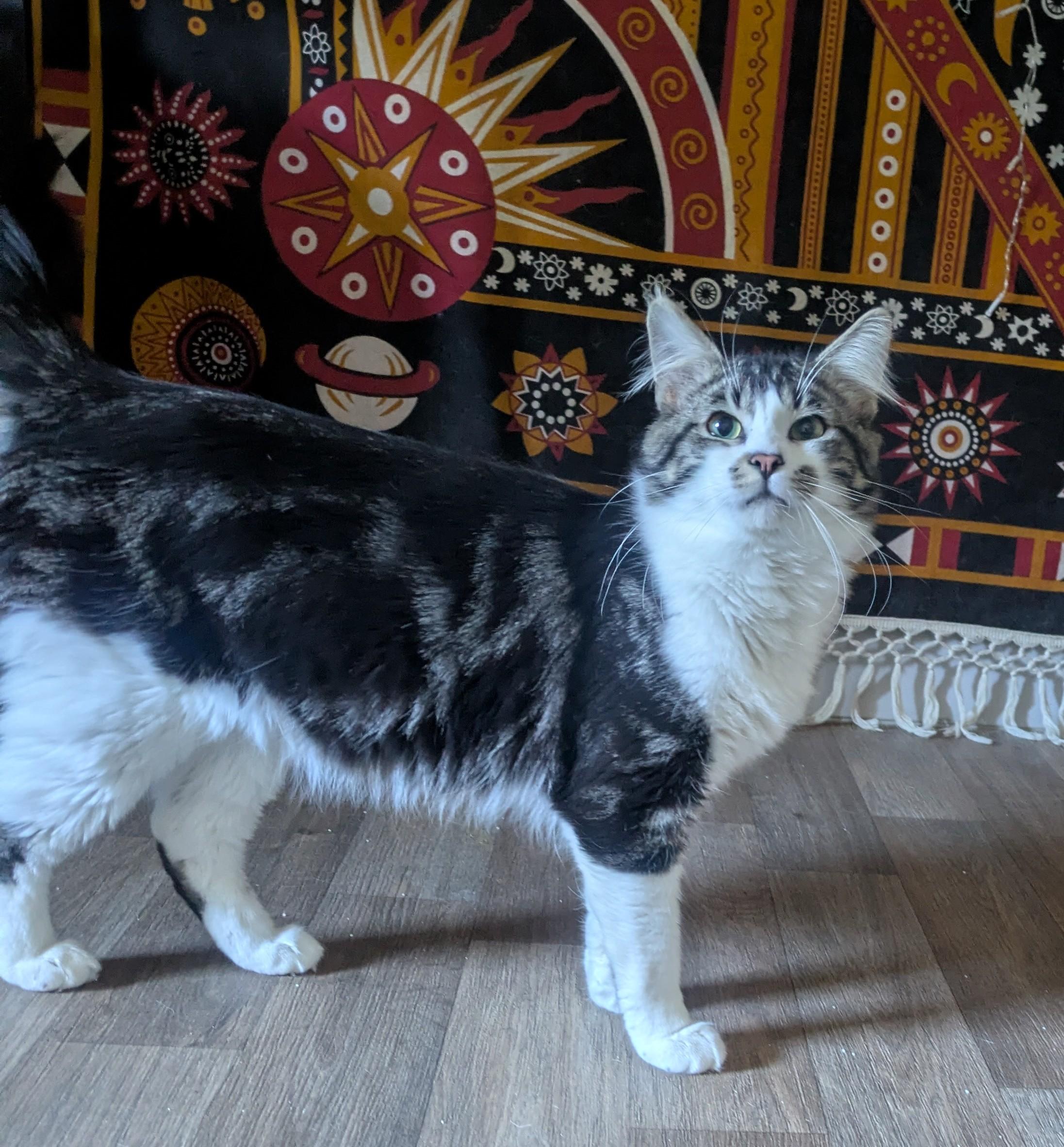 Chapo – Big Boy with a Soft Side, adopted, Young Male Domestic Long Hair.