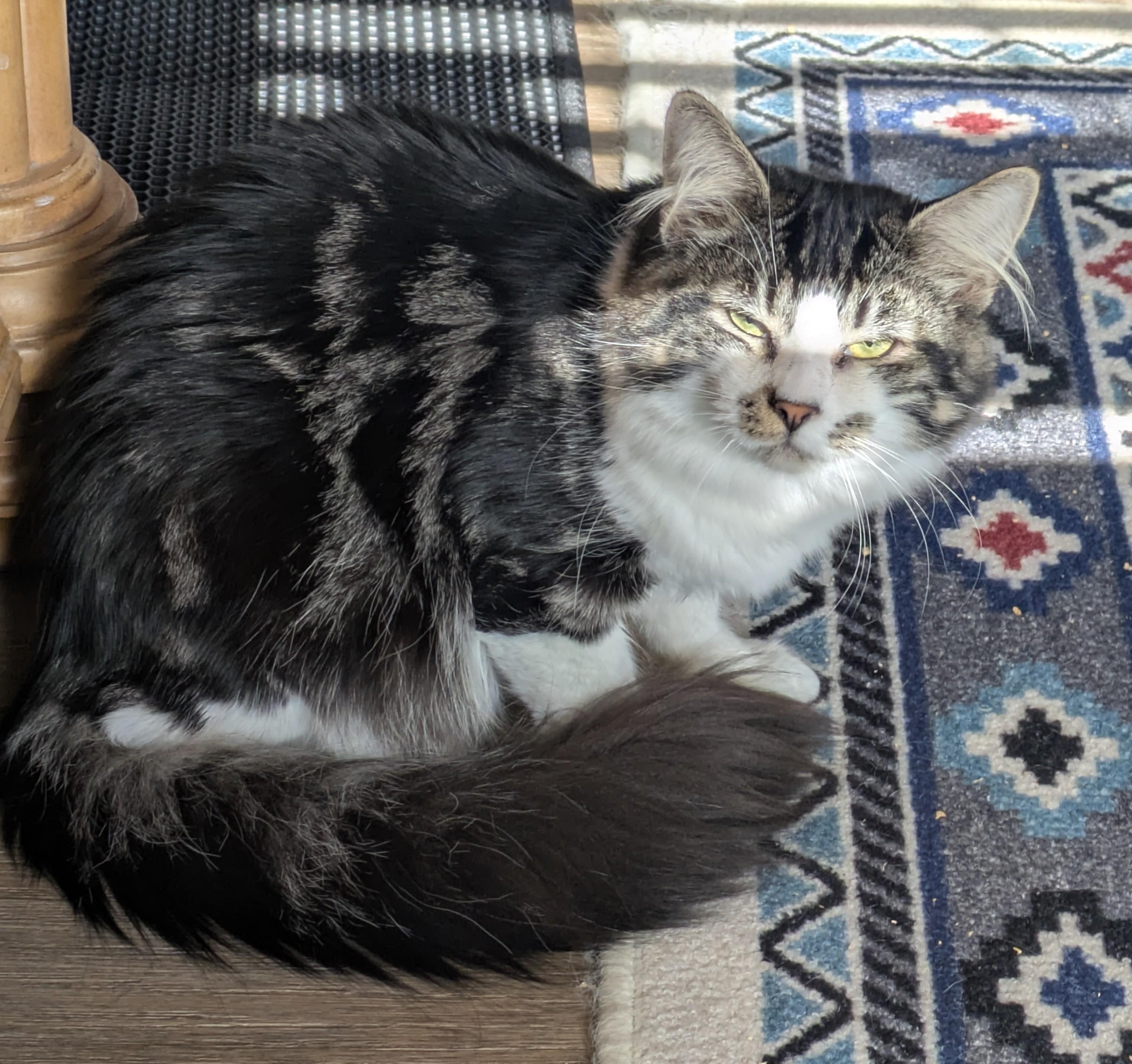 Enlarge Chapo – Big Boy with a Soft Side, an adopted Domestic Long Hair in Prescott, AZ image 3/3