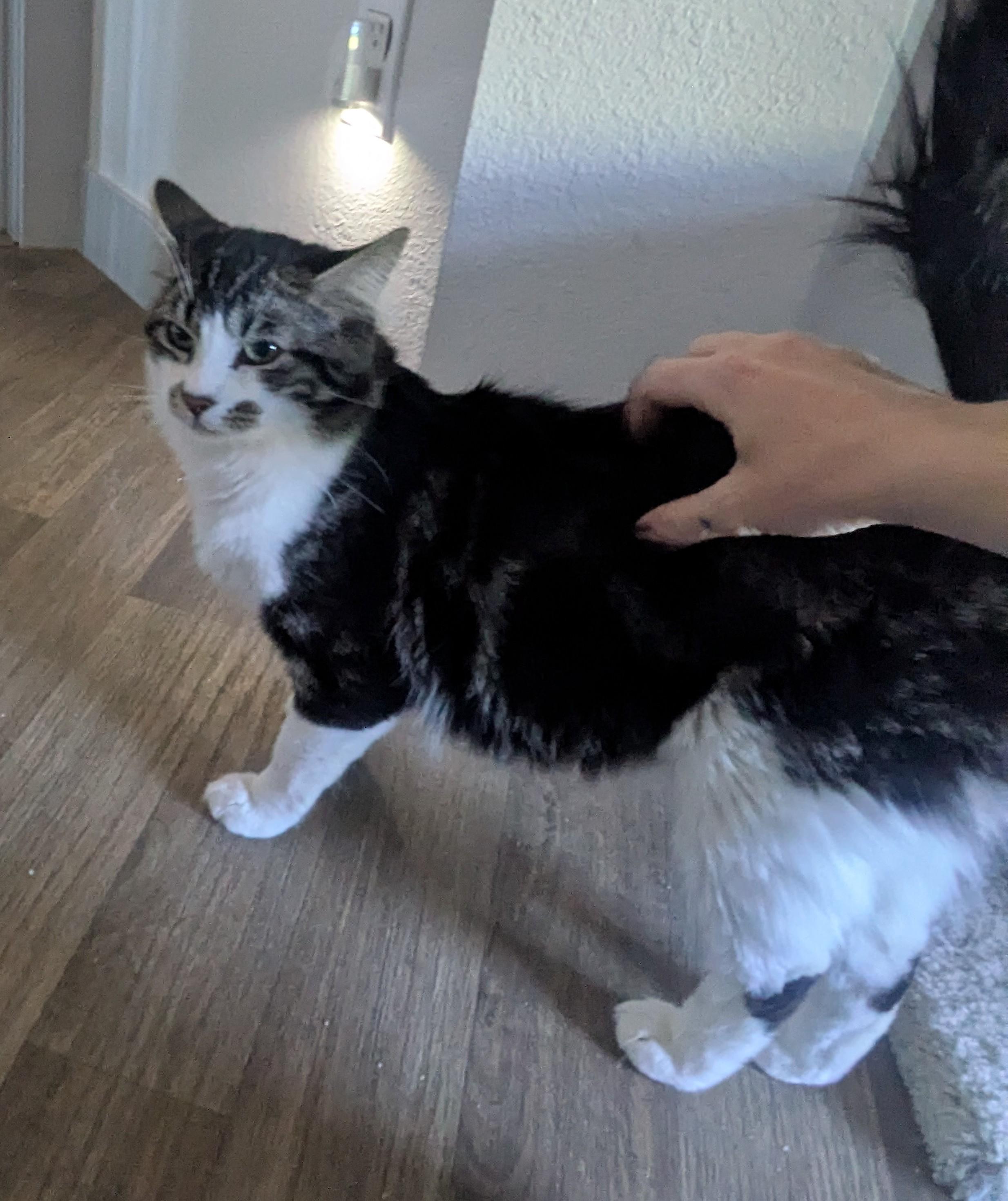 Enlarge Chapo – Big Boy with a Soft Side, an adopted Domestic Long Hair in Prescott, AZ image 2/3