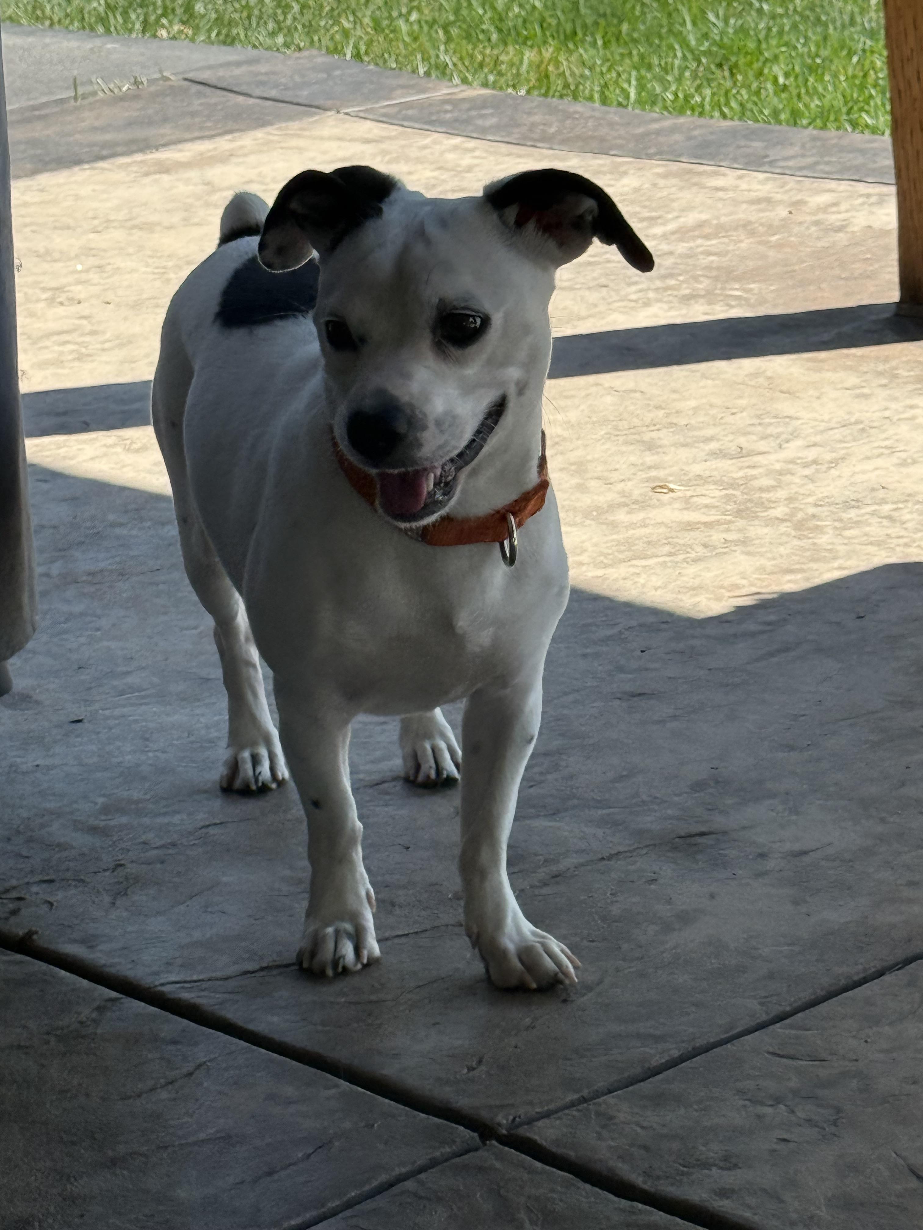 Flan, Adoptable, Young Male Jack Russell Terrier & Chihuahua.
