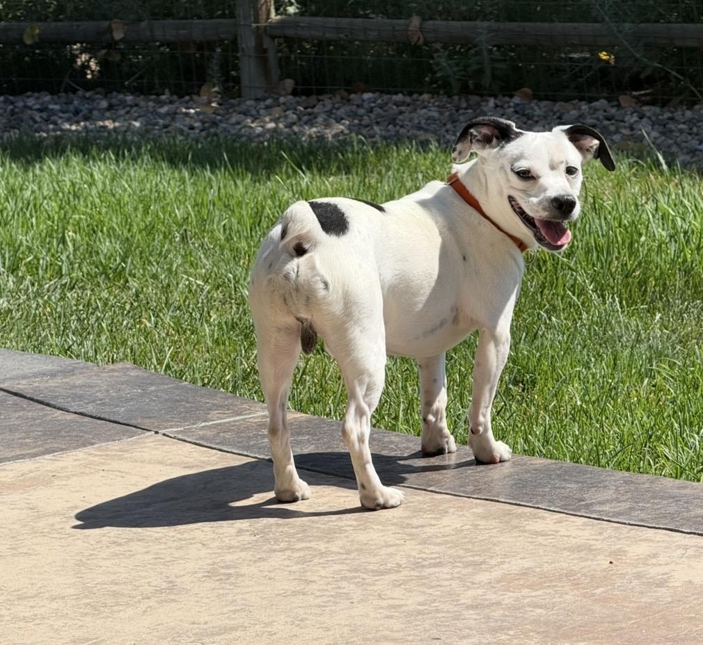 Flan, a Adoptable mixed breed in Windsor, CO image 2/6