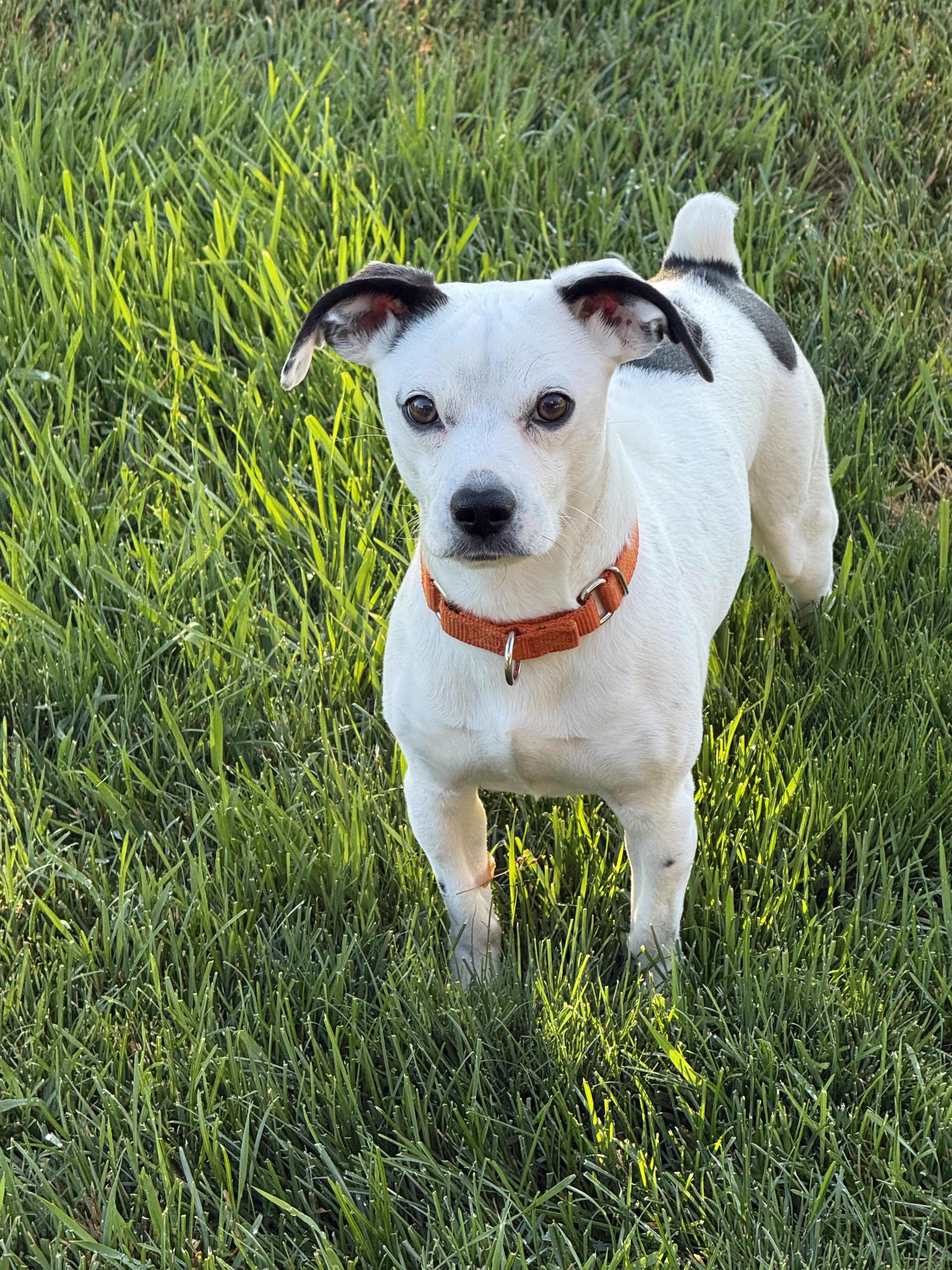Flan, a Adoptable mixed breed in Windsor, CO image 3/6