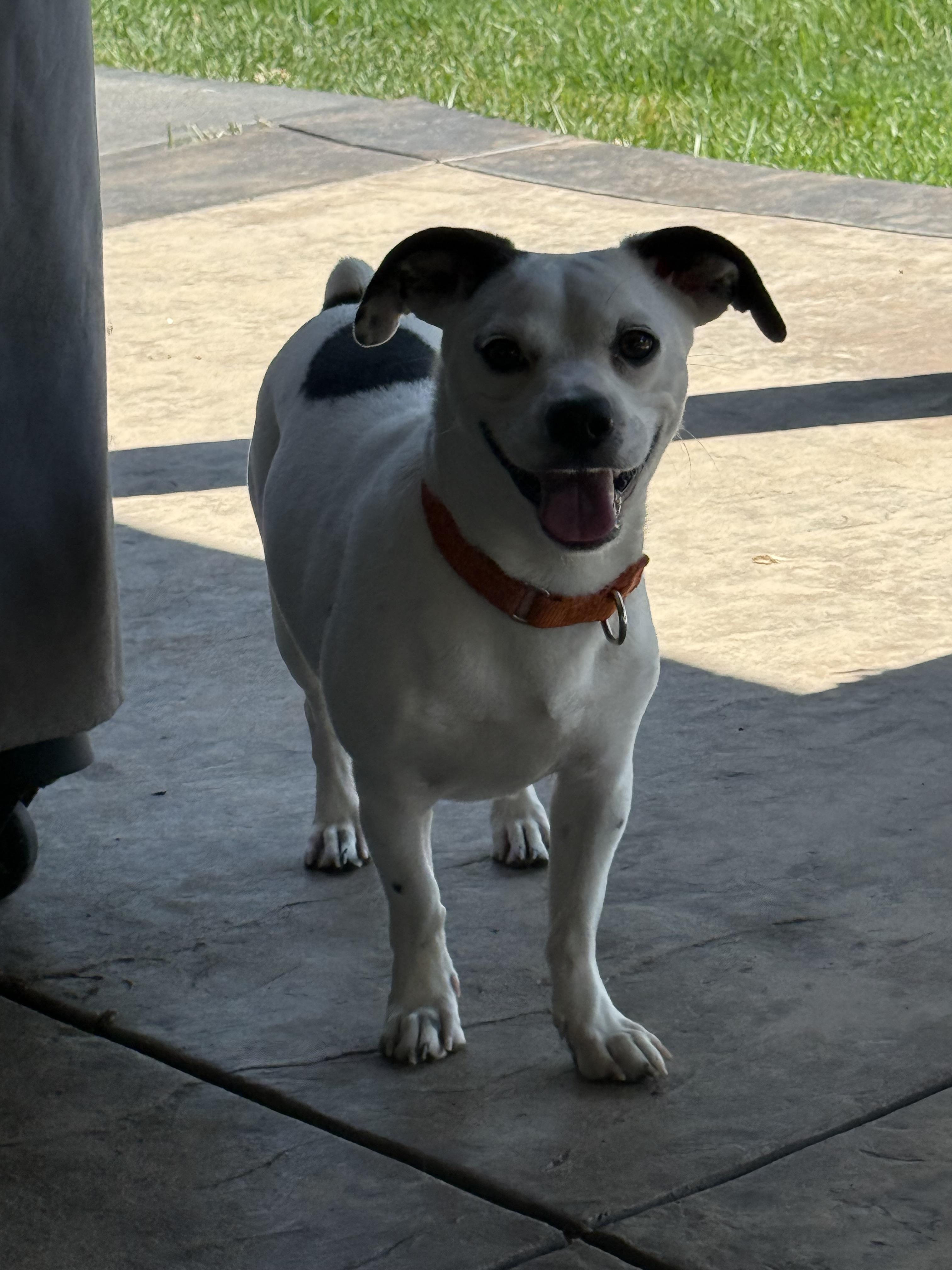 Flan, a Adoptable mixed breed in Windsor, CO image 4/6