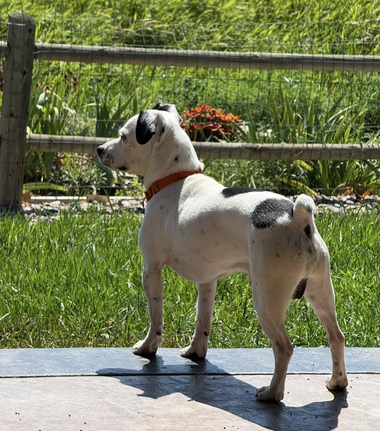 Flan, a Adoptable mixed breed in Windsor, CO image 5/6