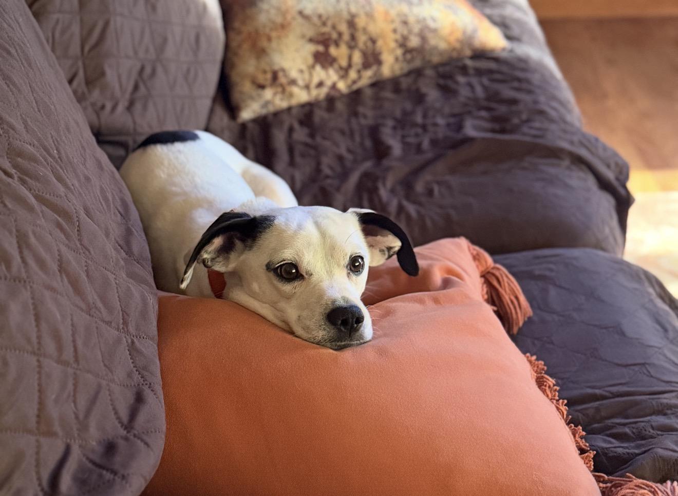 Flan, a Adoptable mixed breed in Windsor, CO image 6/6