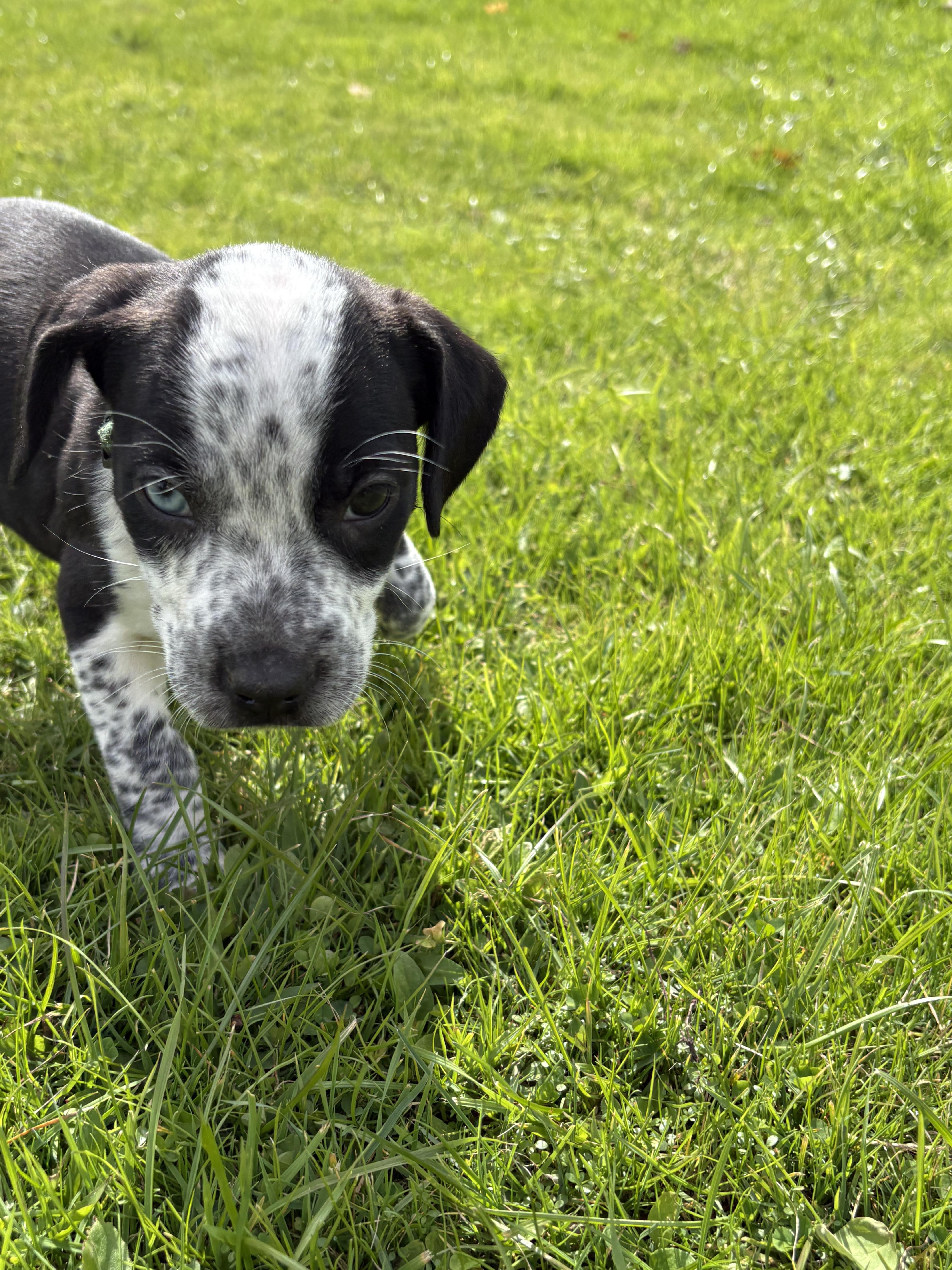 Enlarge Boo- Little Monster Litter, a Adoptable mixed breed in Pocono Summit, PA image 5/5