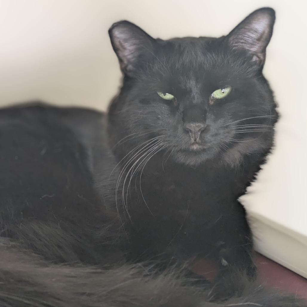 Enlarge Hank, a Adoptable Domestic Medium Hair in Los Angeles, CA image 1/4