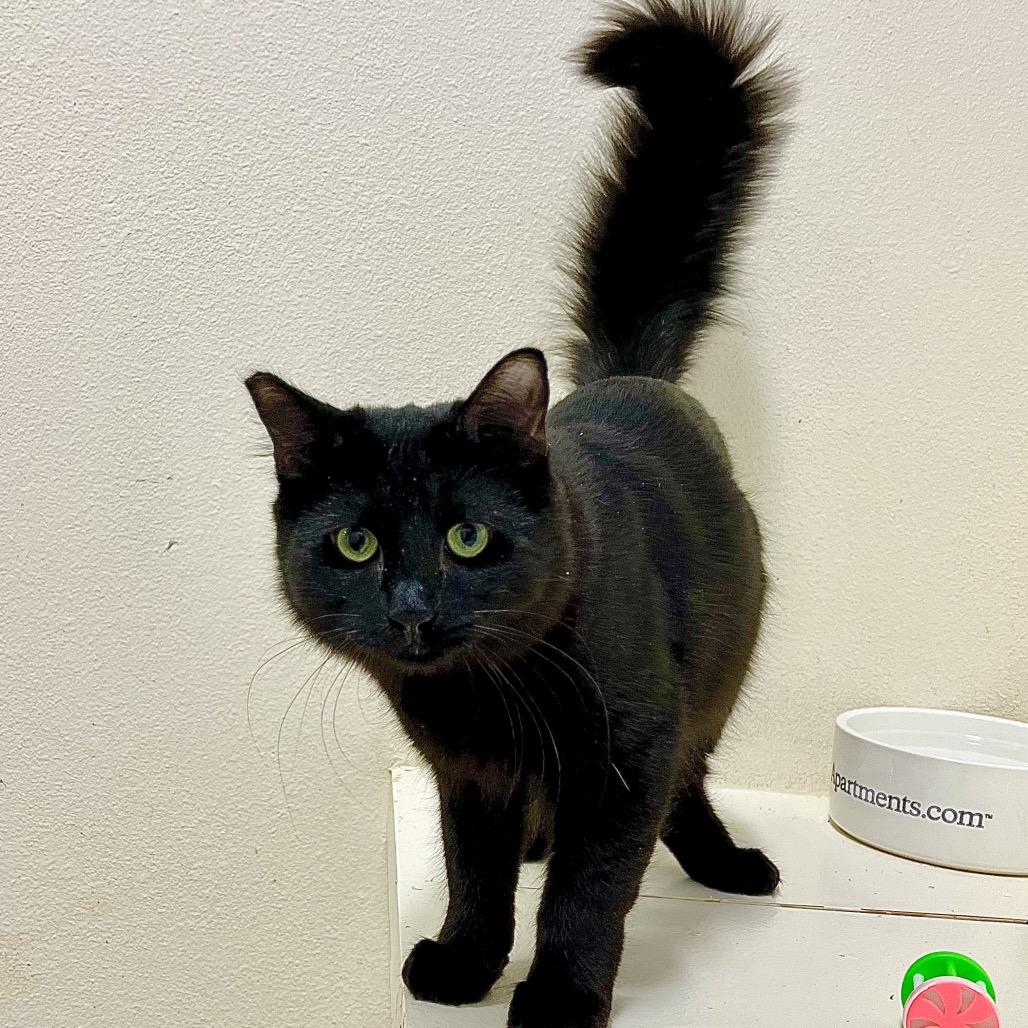 Enlarge Hank, a Adoptable Domestic Medium Hair in Los Angeles, CA image 2/4