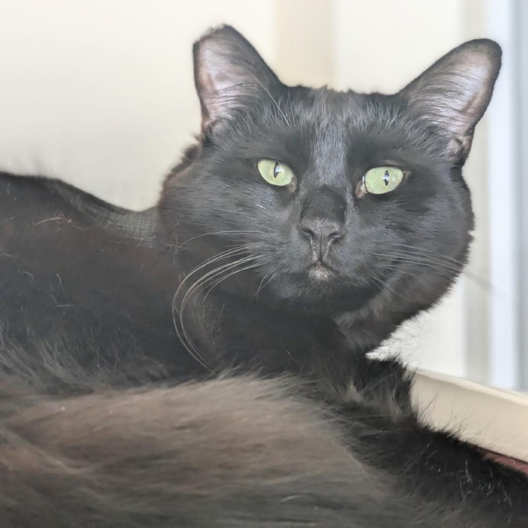 Enlarge Hank, a Adoptable Domestic Medium Hair in Los Angeles, CA image 3/4