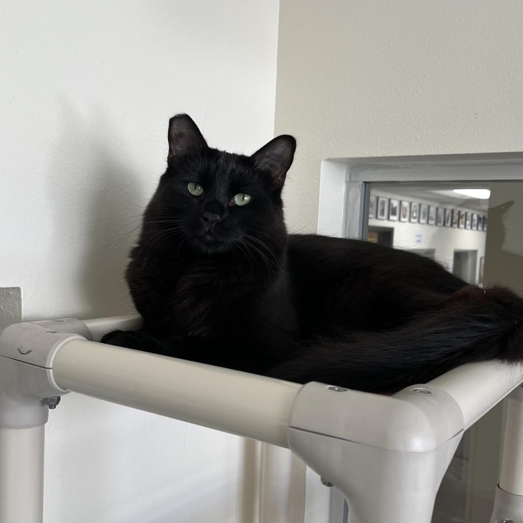 Enlarge Hank, a Adoptable Domestic Medium Hair in Los Angeles, CA image 4/4