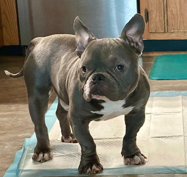 Eeyore, Adopted, Adult Male American Bulldog.