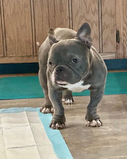 Eeyore, a Adopted American Bulldog in Chambersburg, PA image 3/3