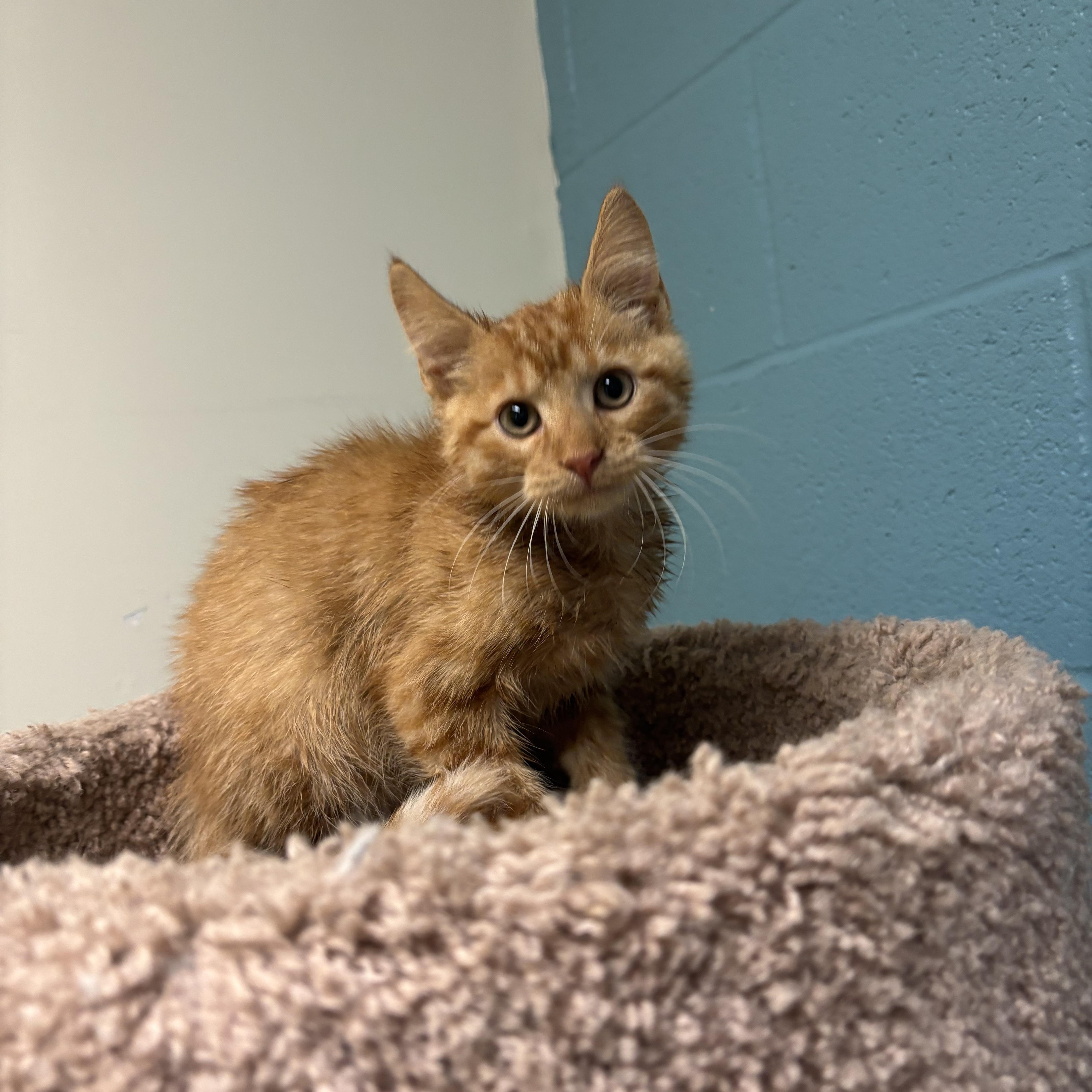 Jack-O- Lantern, Adopted, Kitten Male Domestic Short Hair.