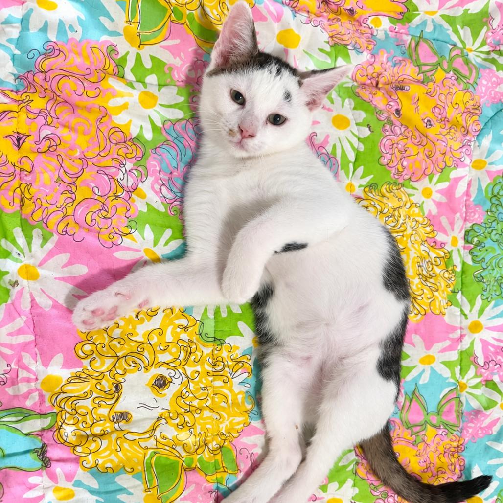 Enlarge Captain America, a Adoptable mixed breed in West Seneca, NY image 1/6