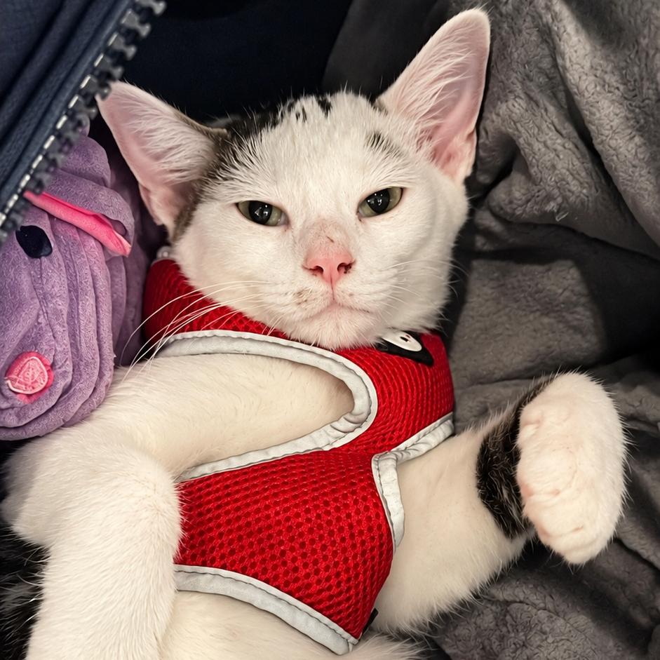 Enlarge Captain America, a Adoptable mixed breed in West Seneca, NY image 3/6