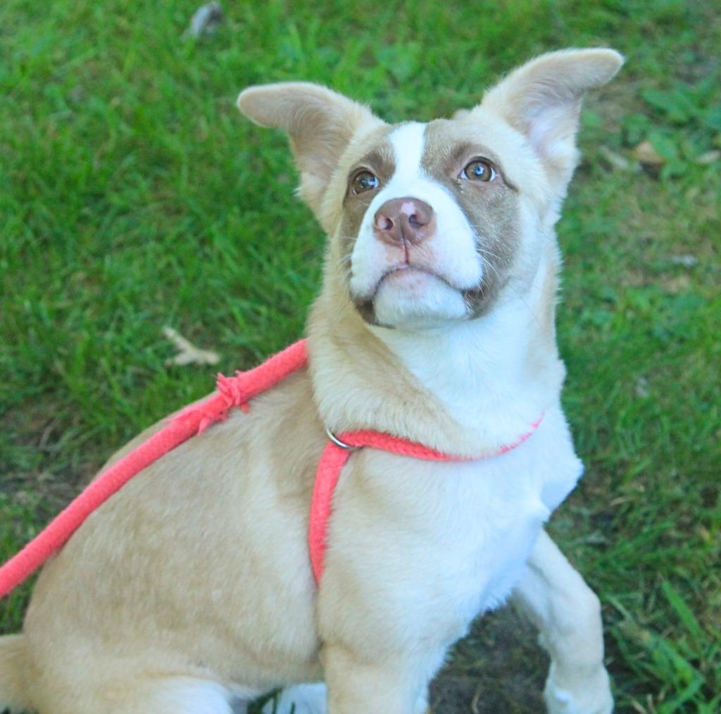 Ram, Adoptable, Puppy Female Akita & Terrier.