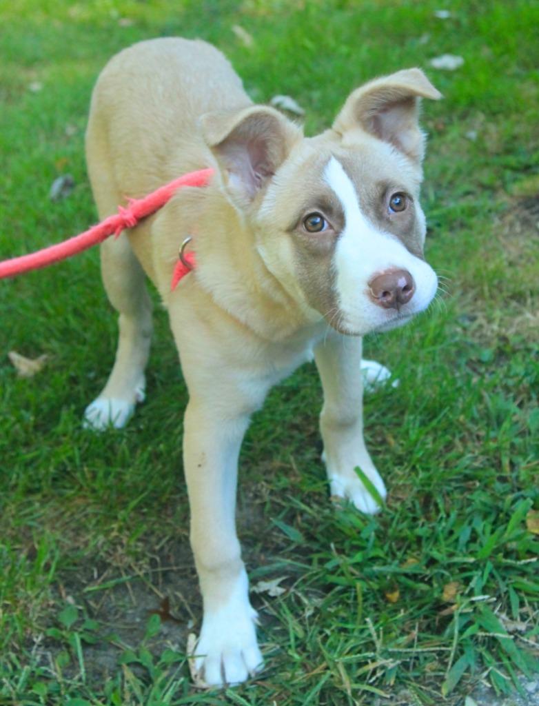 Enlarge Ram, a Adoptable mixed breed in Utica, MI image 2/4