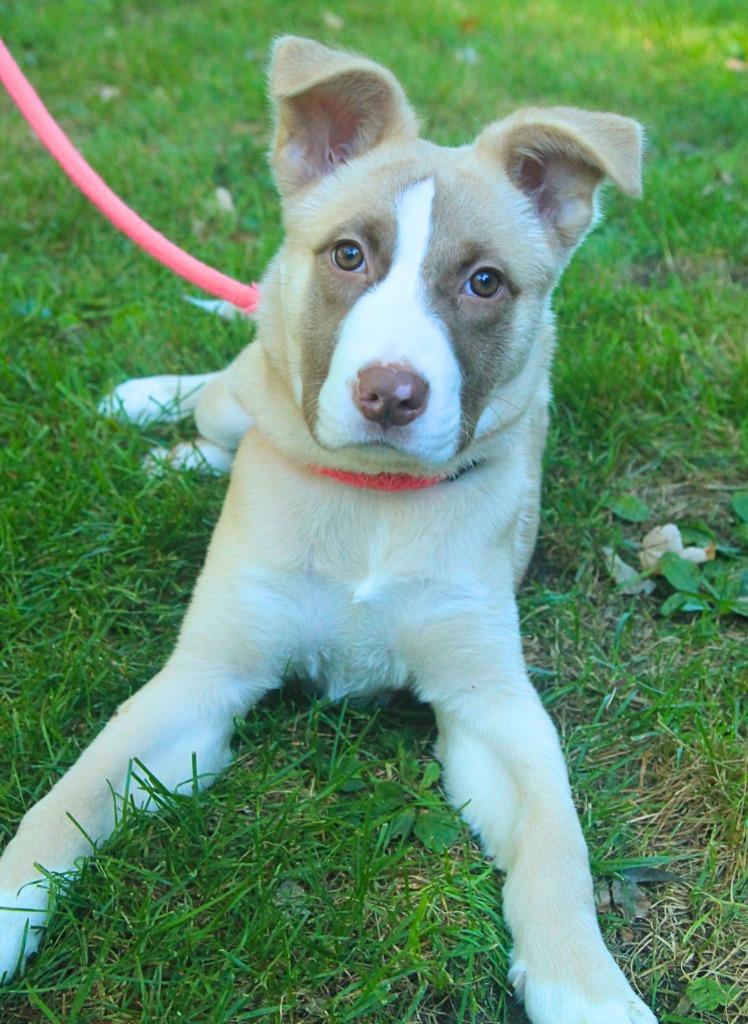 Enlarge Ram, a Adoptable mixed breed in Utica, MI image 3/4