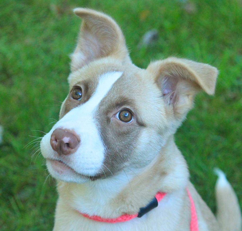 Enlarge Ram, a Adoptable mixed breed in Utica, MI image 4/4