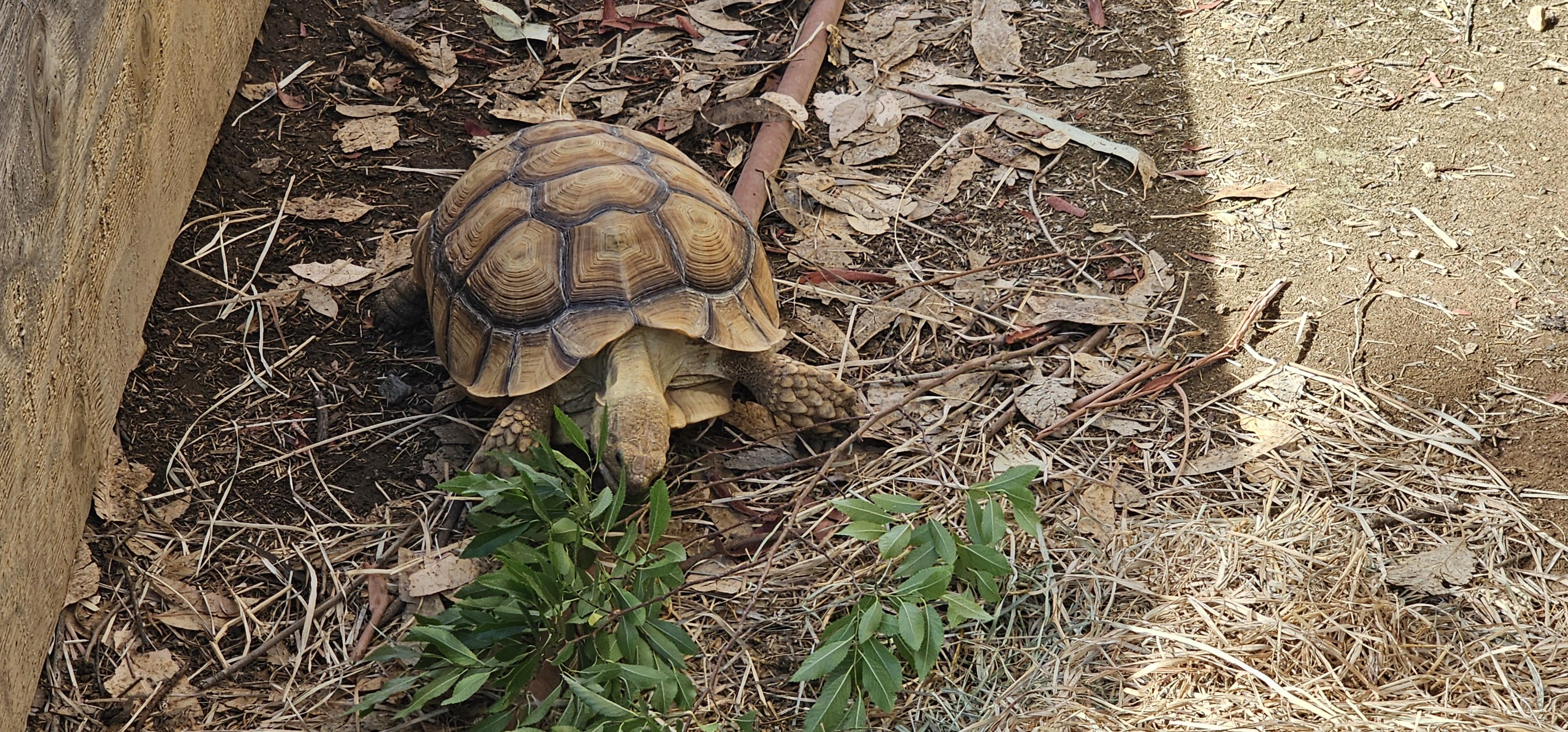 Jeffrey, Adoptable, Young Male Sulcata.