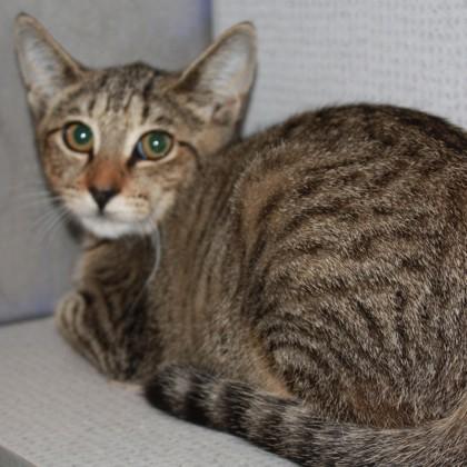 Enlarge Close Encounters, a Adoptable mixed breed in Richmond, VA image 1/1