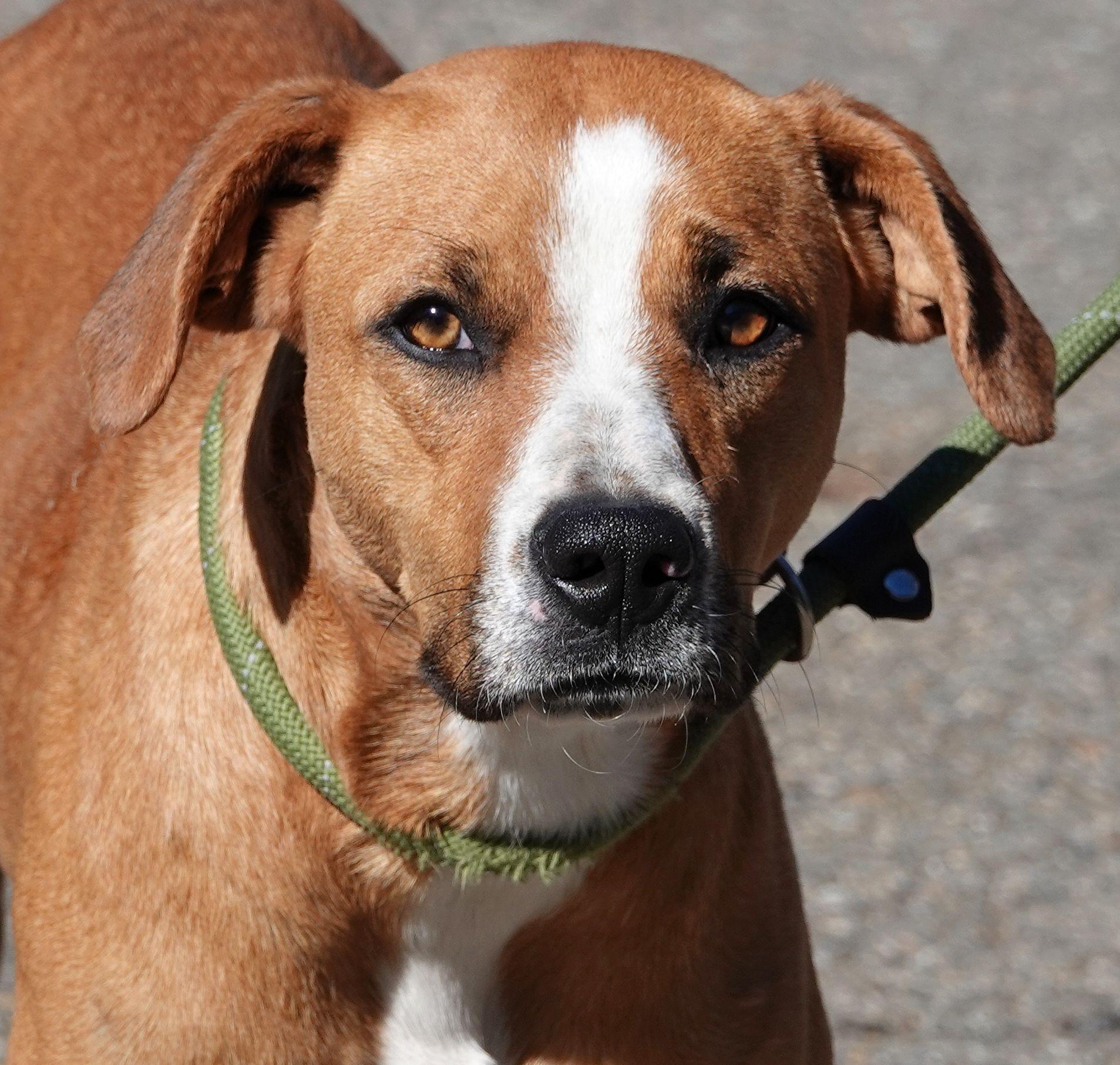 Charm - UPDATED, Adoptable, Young Female Terrier.