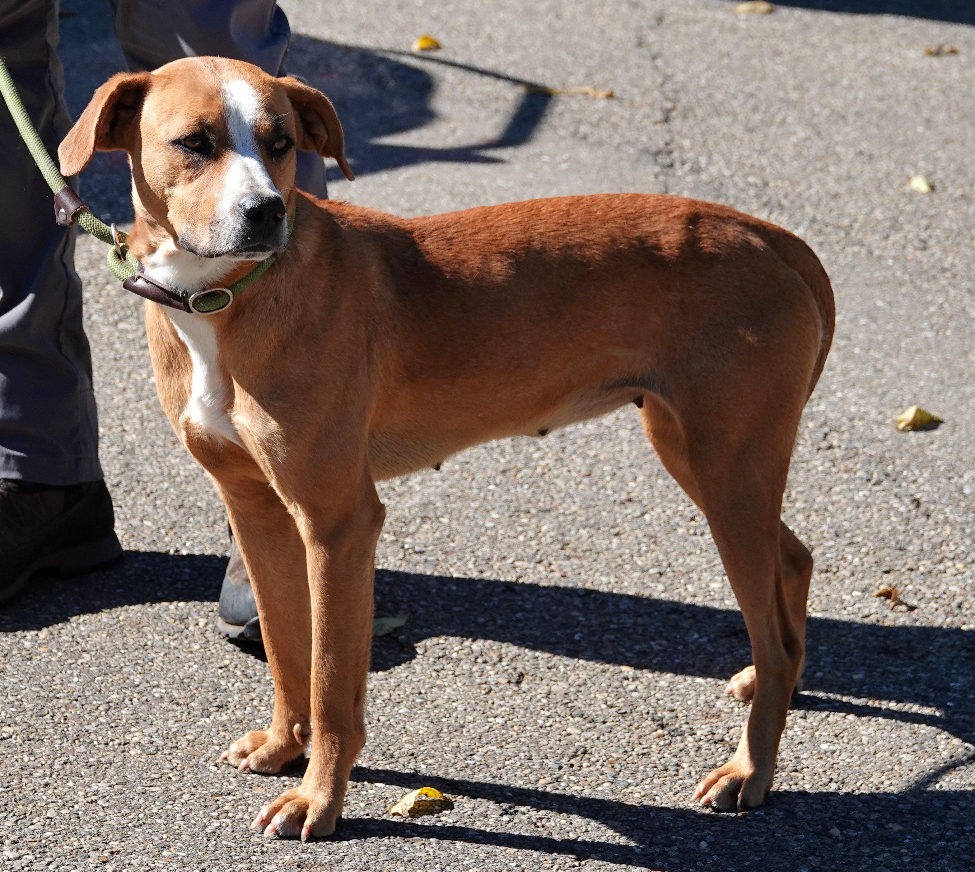 Enlarge Charm - UPDATED, a Adoptable mixed breed in Millfield, OH image 2/3