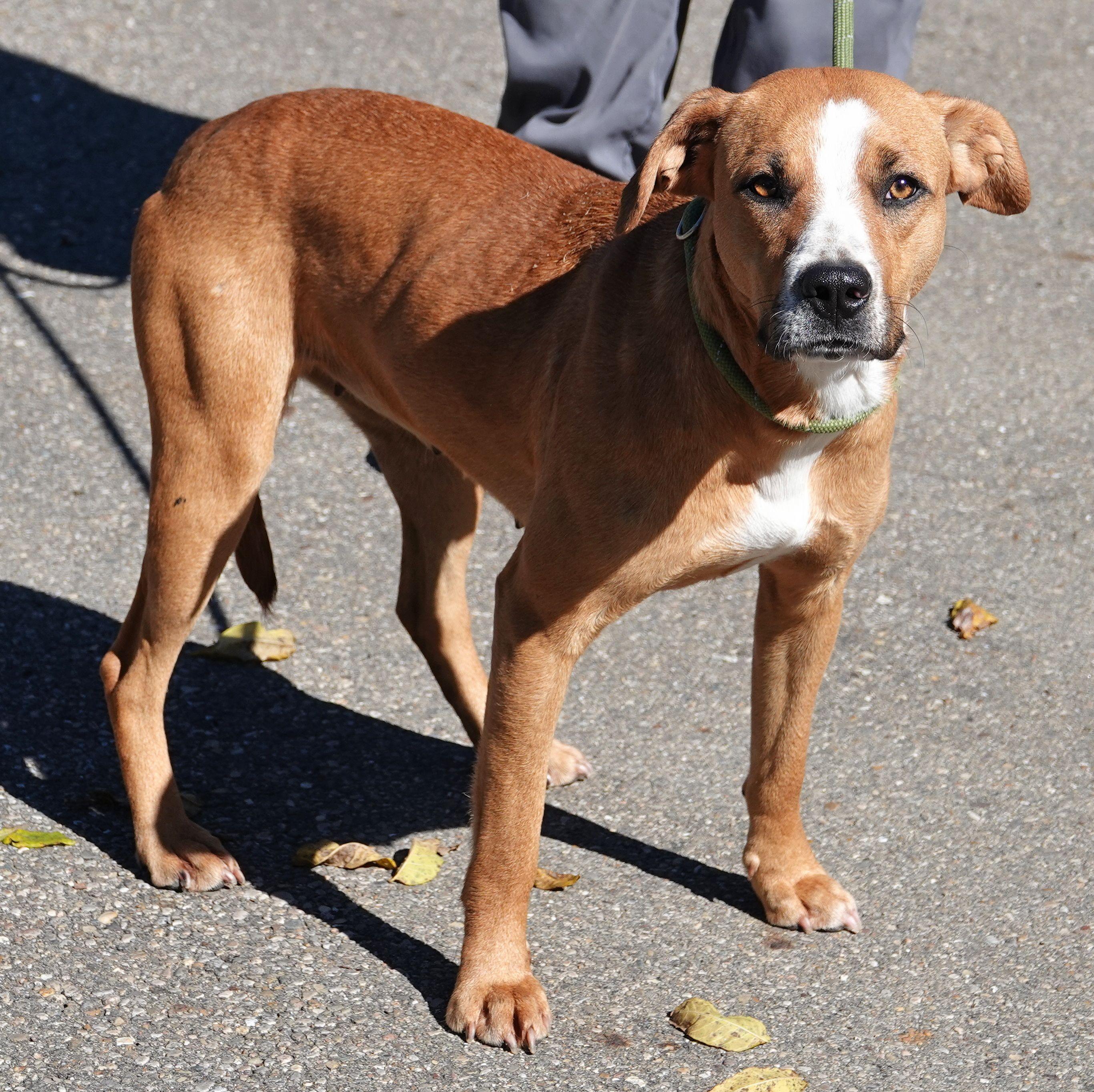 Enlarge Charm - UPDATED, a Adoptable mixed breed in Millfield, OH image 3/3